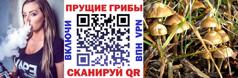 Купить закладки Строитель Галлюциногенные грибы Cubensis